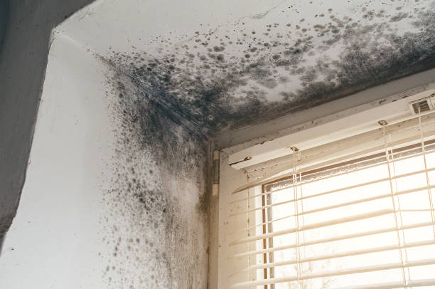 Trusted Basement Mold Remediation service in Stony Creek, VA - Cheap Mold Removal